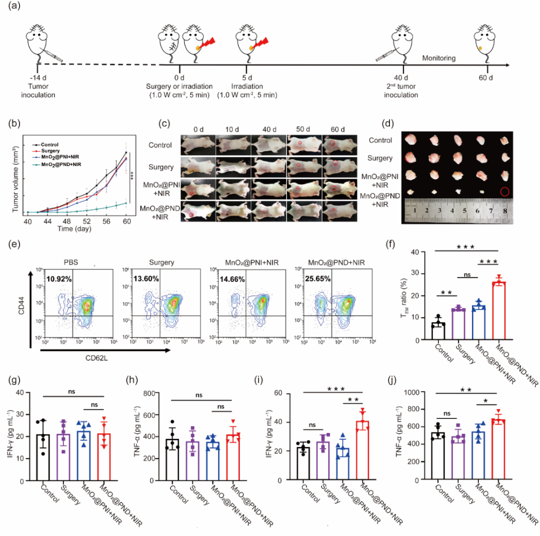 华中科技大学王芹/朱艳红AFM:可注射黏附性水凝胶捕获光热产生的抗原构建肿瘤原位疫苗的图5